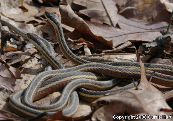 Northern Ribbonsnake (Thamnophis sauritus septentrionalis)