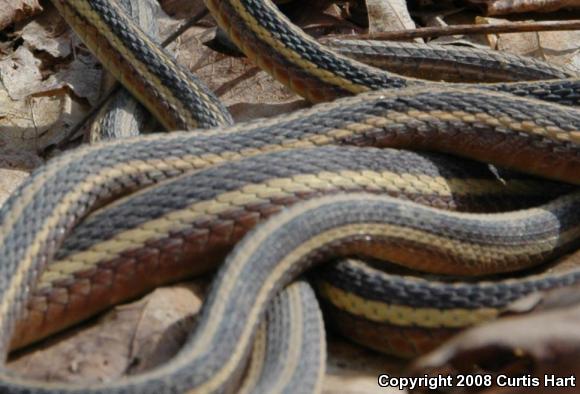 Northern Ribbonsnake (Thamnophis sauritus septentrionalis)