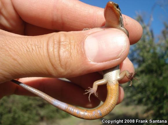 Coronado Island Skink (Plestiodon skiltonianus interparietalis)