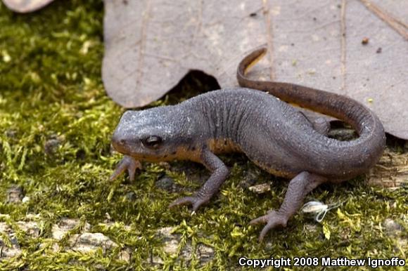 Central Newt (Notophthalmus viridescens louisianensis)