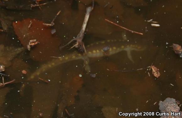 Spotted Salamander (Ambystoma maculatum)