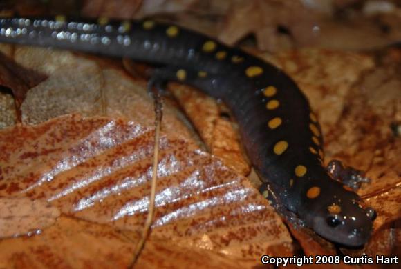 Spotted Salamander (Ambystoma maculatum)