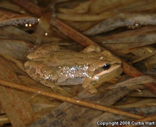 Western Chorus Frog (Pseudacris triseriata)