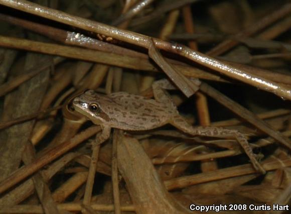 Western Chorus Frog (Pseudacris triseriata)