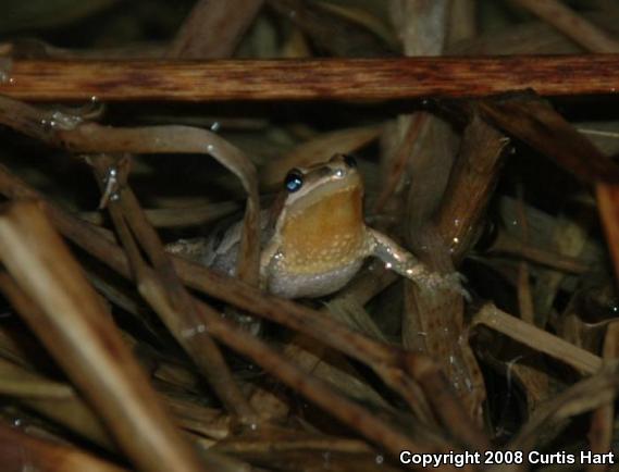 Western Chorus Frog (Pseudacris triseriata)