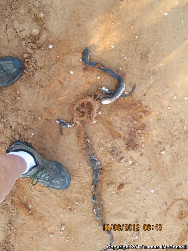 Black Pinesnake (Pituophis melanoleucus lodingi)