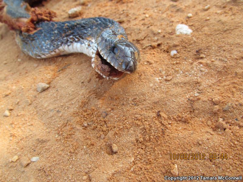 Black Pinesnake (Pituophis melanoleucus lodingi)