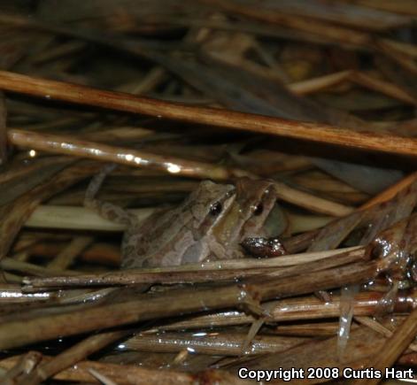 Western Chorus Frog (Pseudacris triseriata)