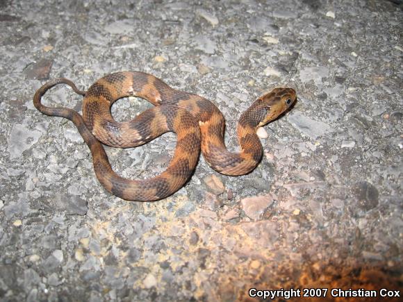 Southern Watersnake (Nerodia fasciata)