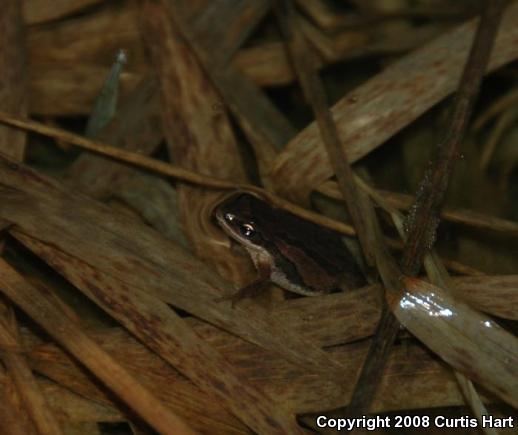 Western Chorus Frog (Pseudacris triseriata)