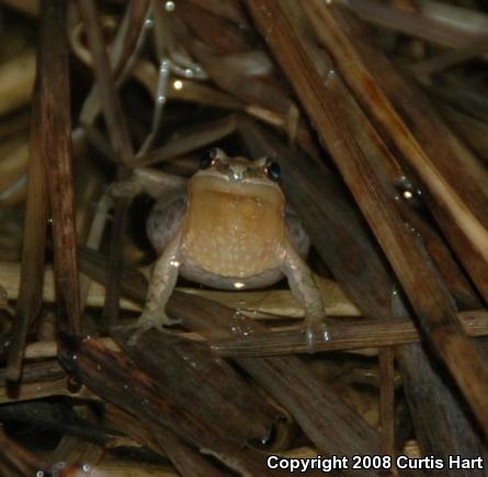 Western Chorus Frog (Pseudacris triseriata)