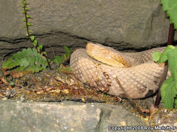 Northern  Copperhead (Agkistrodon contortrix mokasen)