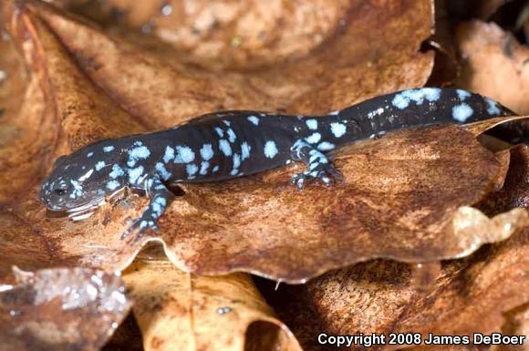 Blue-spotted Salamander (Ambystoma laterale)