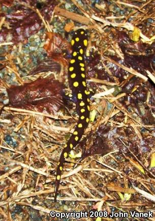 Spotted Salamander (Ambystoma maculatum)