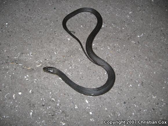 Mississippi Green Watersnake (Nerodia cyclopion)