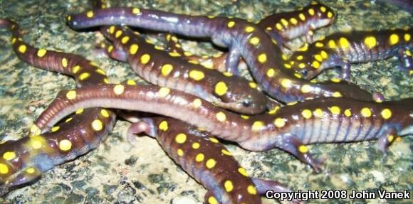 Spotted Salamander (Ambystoma maculatum)