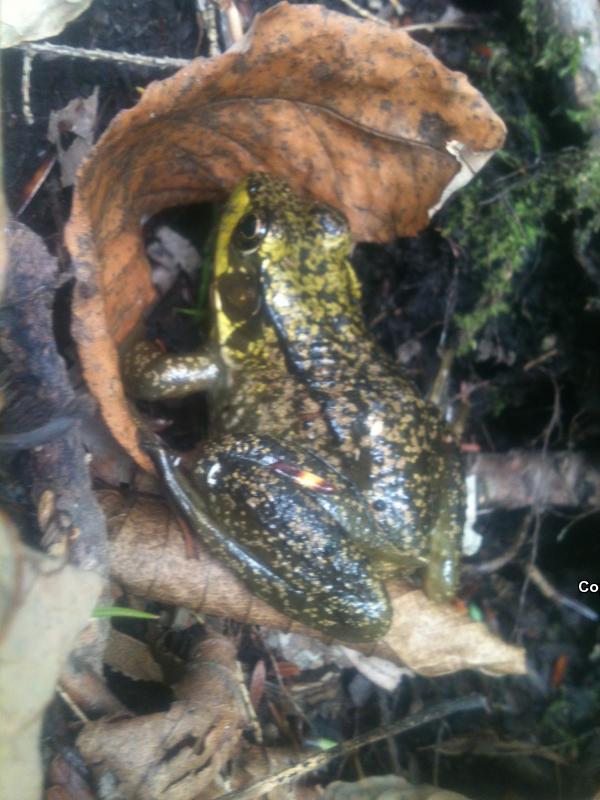 Mink Frog (Lithobates septentrionalis)