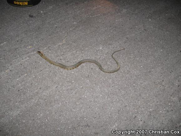 Mississippi Green Watersnake (Nerodia cyclopion)