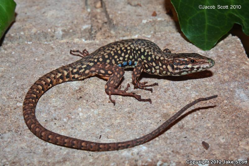 Common Wall Lizard (Podarcis muralis)