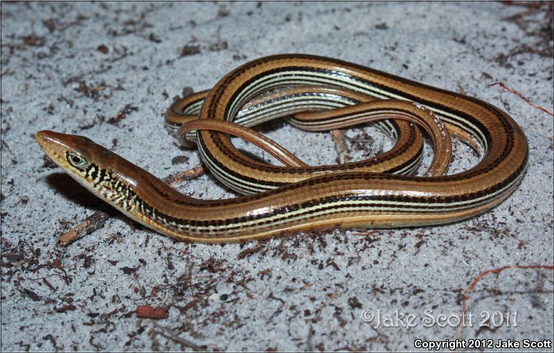 Mimic Glass Lizard (Ophisaurus mimicus)