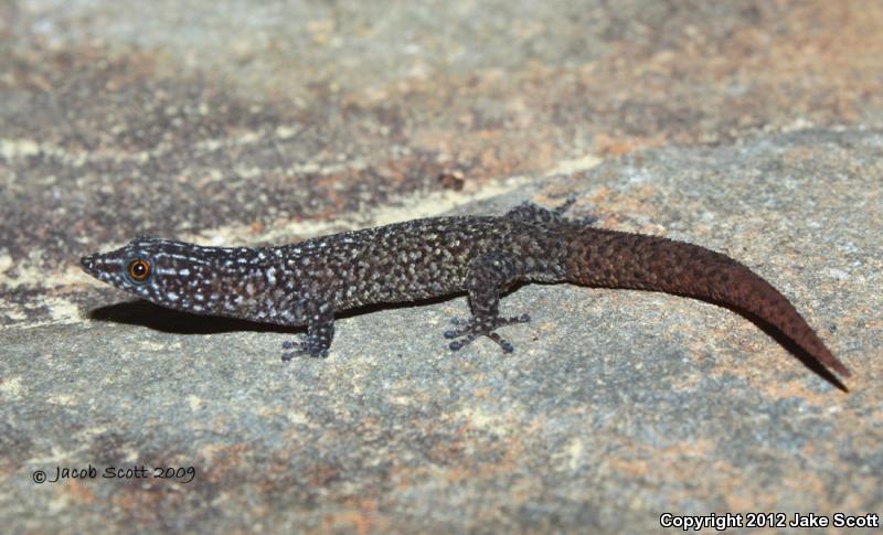 Common Ocellated Gecko (Sphaerodactylus argus argus)