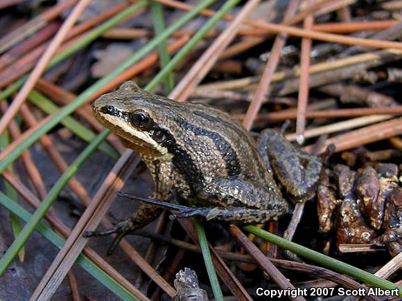 Western Chorus Frog (Pseudacris triseriata)