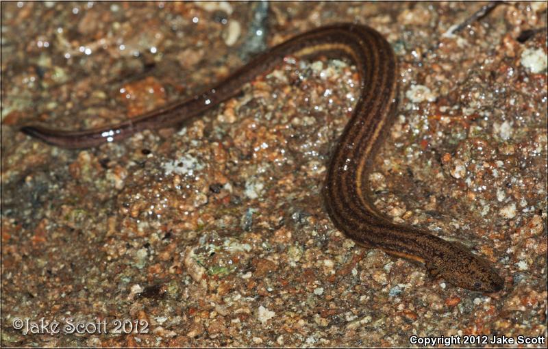 Everglades Dwarf Siren (Pseudobranchus axanthus belli)