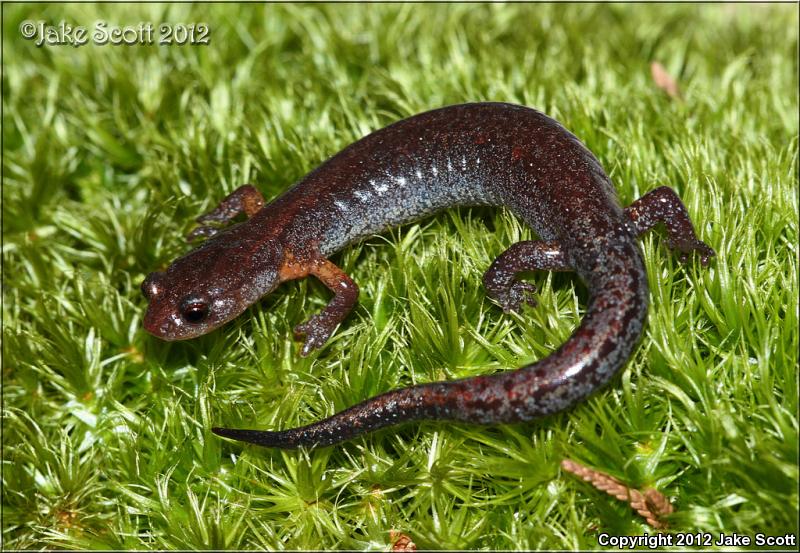 Southern Zigzag Salamander (Plethodon ventralis)