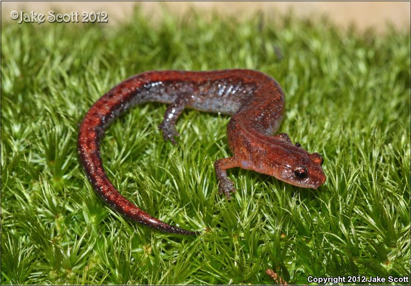 Southern Zigzag Salamander (Plethodon ventralis)