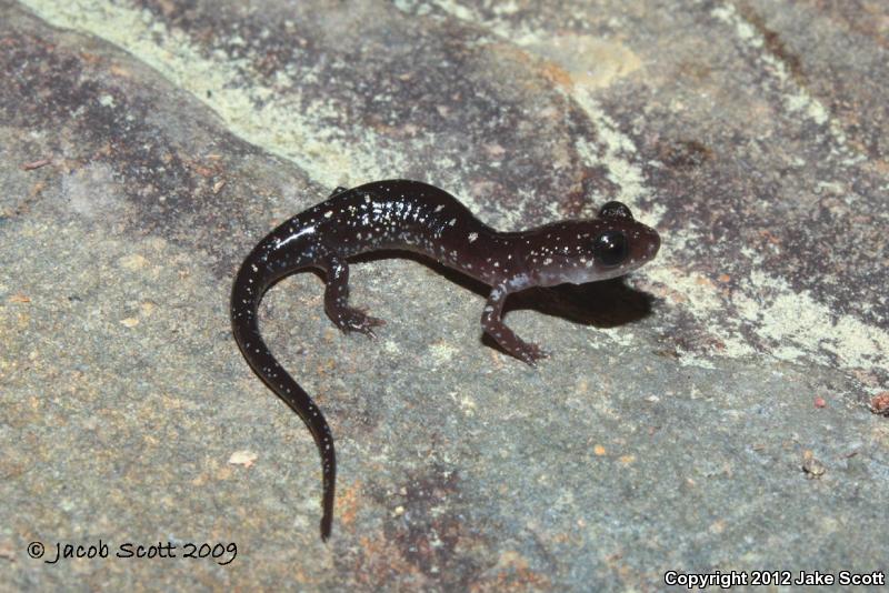 Fourche Mountain Salamander (Plethodon fourchensis)