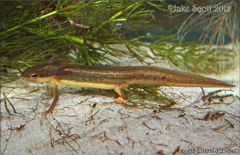 Striped Newt (Notophthalmus perstriatus)