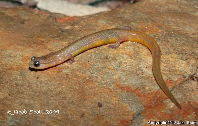 Many-ribbed Salamander (Eurycea multiplicata)