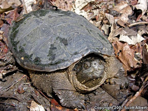 Snapping Turtle (Chelydra serpentina)