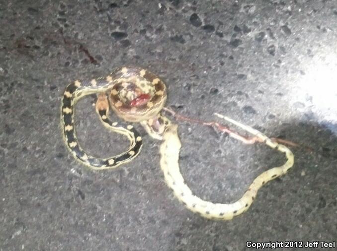 Baja California Gophersnake (Pituophis catenifer bimaris)