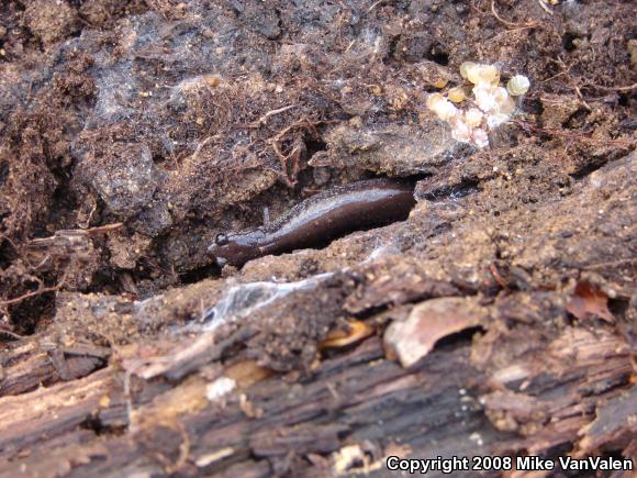 Eastern Red-backed Salamander (Plethodon cinereus)