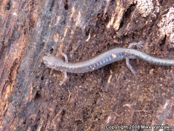 Eastern Red-backed Salamander (Plethodon cinereus)