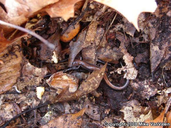 Eastern Red-backed Salamander (Plethodon cinereus)