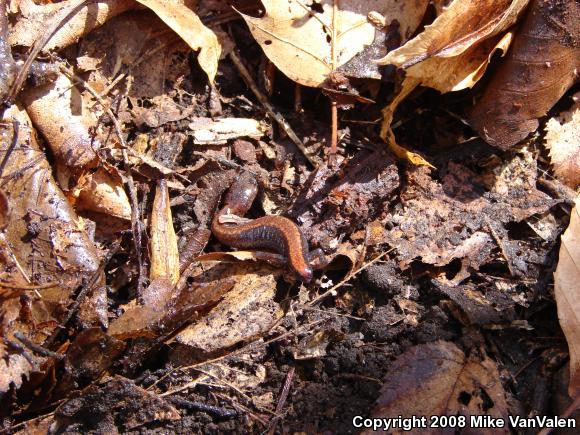 Eastern Red-backed Salamander (Plethodon cinereus)