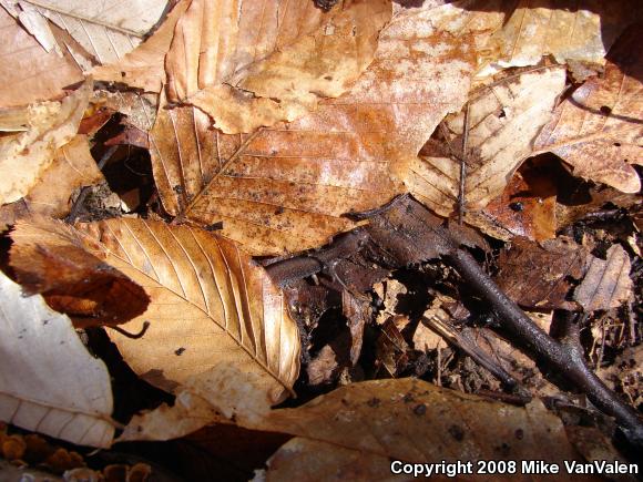 Eastern Red-backed Salamander (Plethodon cinereus)