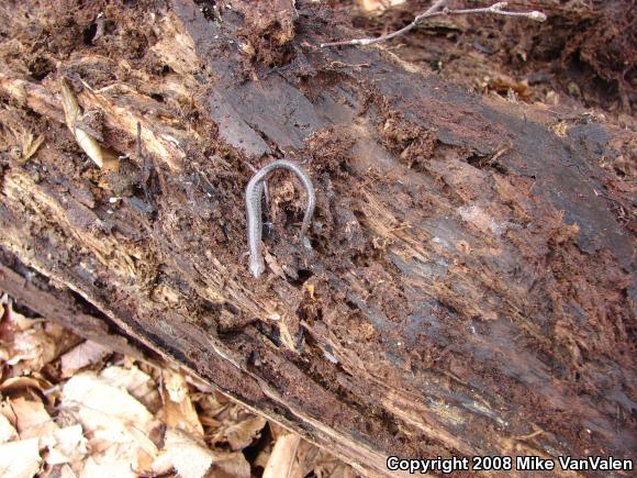 Eastern Red-backed Salamander (Plethodon cinereus)