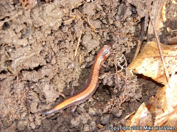 Eastern Red-backed Salamander (Plethodon cinereus)