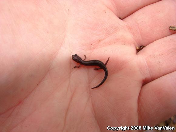 Eastern Red-backed Salamander (Plethodon cinereus)