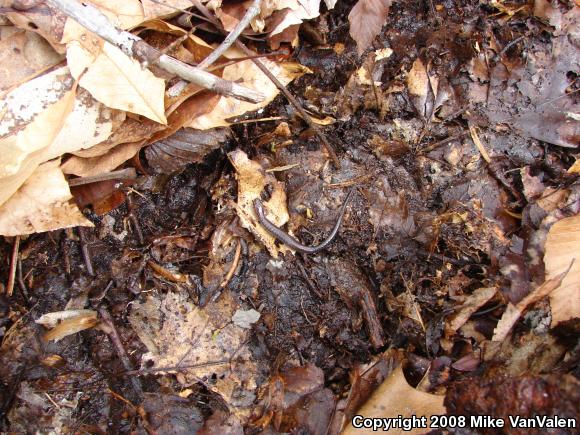 Eastern Red-backed Salamander (Plethodon cinereus)