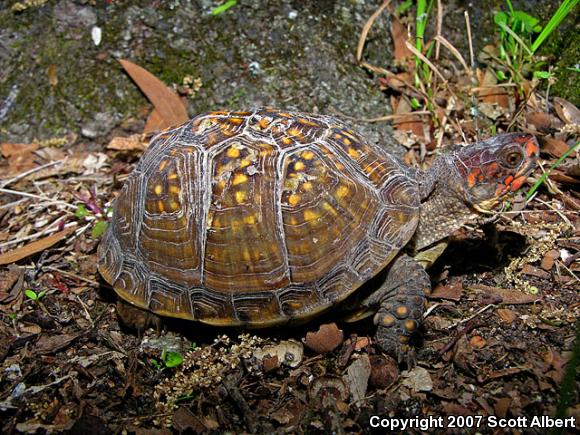 Three-toed Box Turtle (Terrapene carolina triunguis)