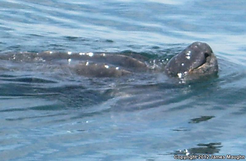 Leatherback Sea Turtle (Dermochelys coriacea)