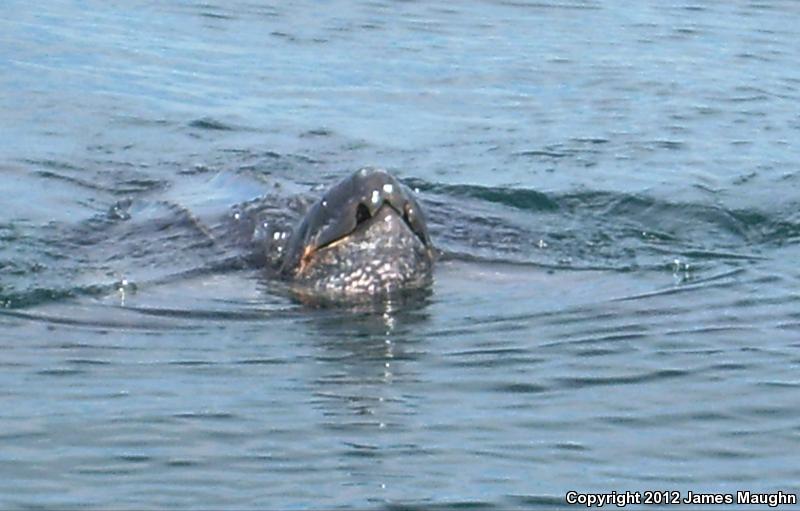 Leatherback Sea Turtle (Dermochelys coriacea)