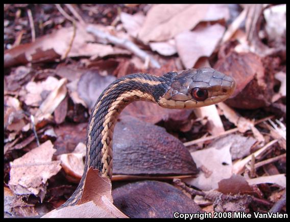 Eastern Gartersnake (Thamnophis sirtalis sirtalis)