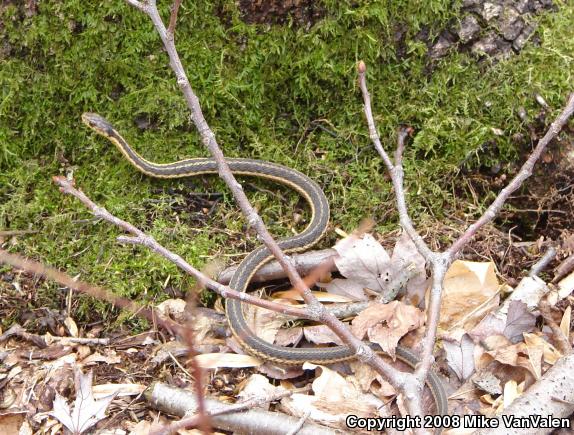 Eastern Gartersnake (Thamnophis sirtalis sirtalis)