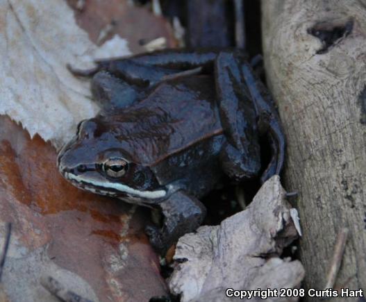 Wood Frog (Lithobates sylvaticus)