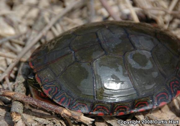 Midland Painted Turtle (Chrysemys picta marginata)